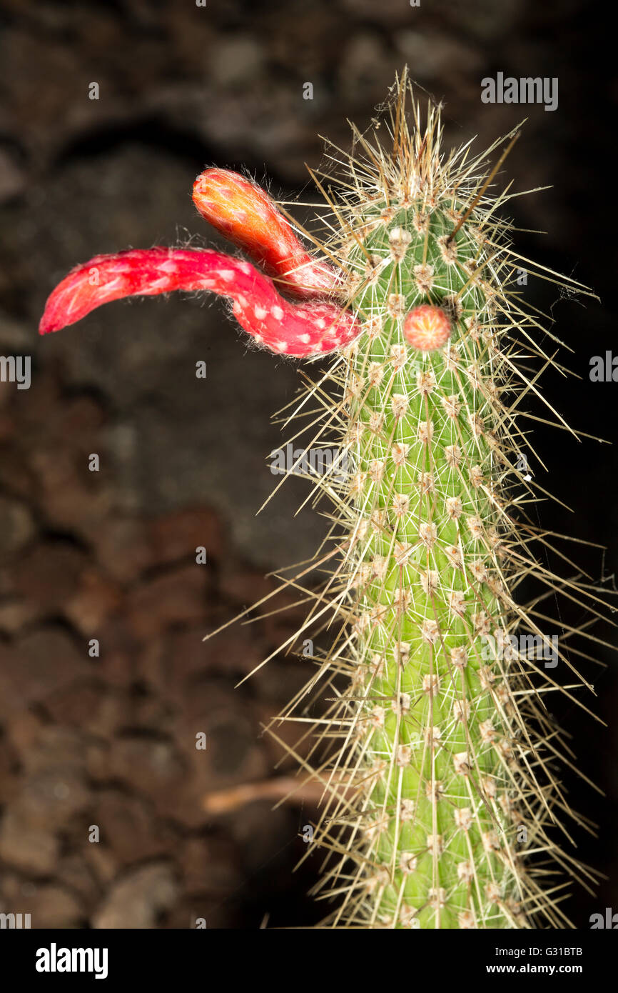 Eine säulenartige Kaktus Cleistocactus Smaragdiflorus in Blüte. Diese Sukkulente Pflanze stammt aus Südamerika Stockfoto