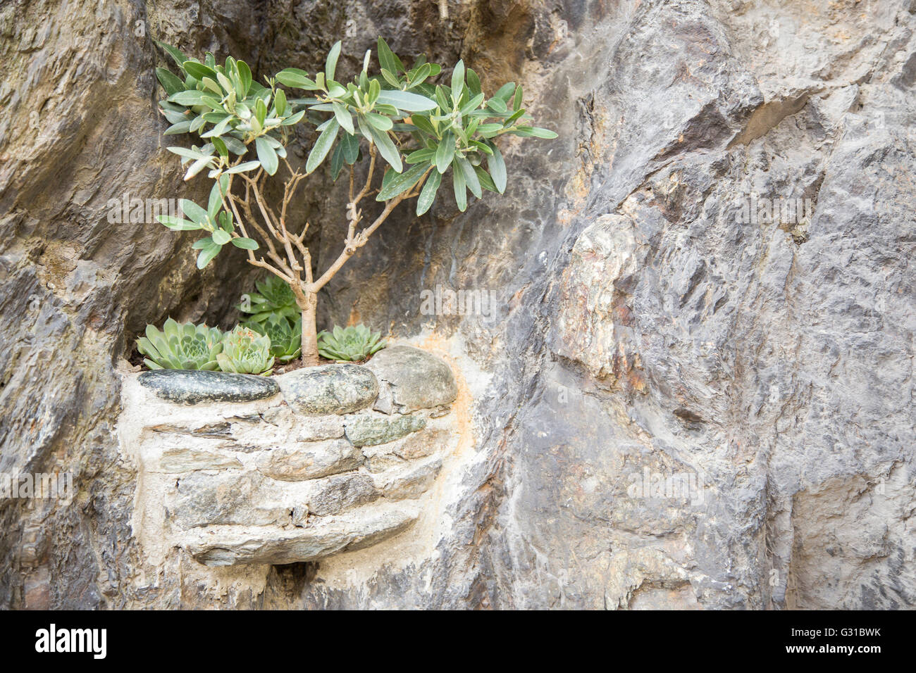 Blick auf Bäumchen mit grünen Blätter gepflanzt in eine Steinmauer im freien Stockfoto