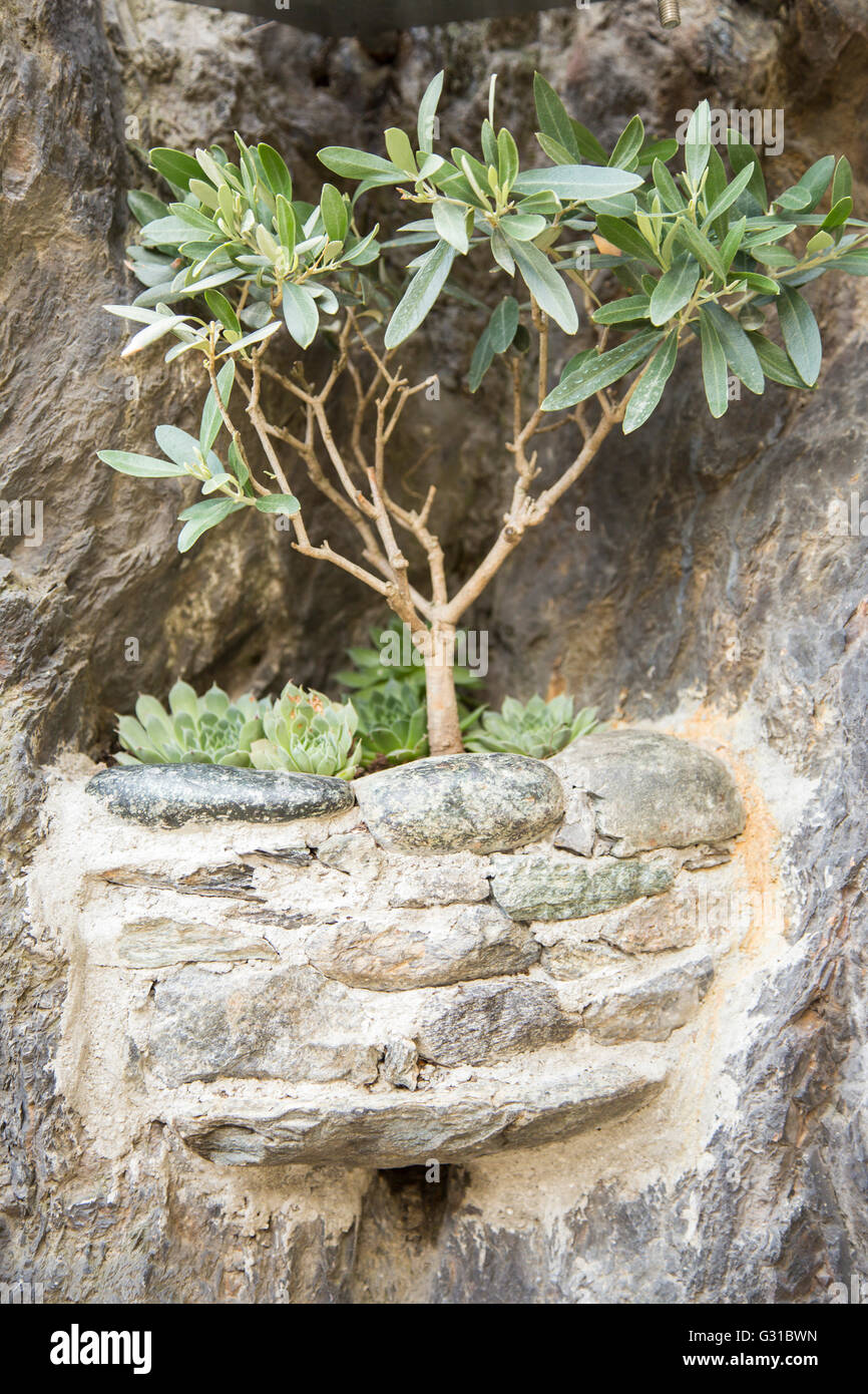 Kleinen Baum und Sukkulenten Pflanzen wachsen auf einer Steinmauer im freien Stockfoto