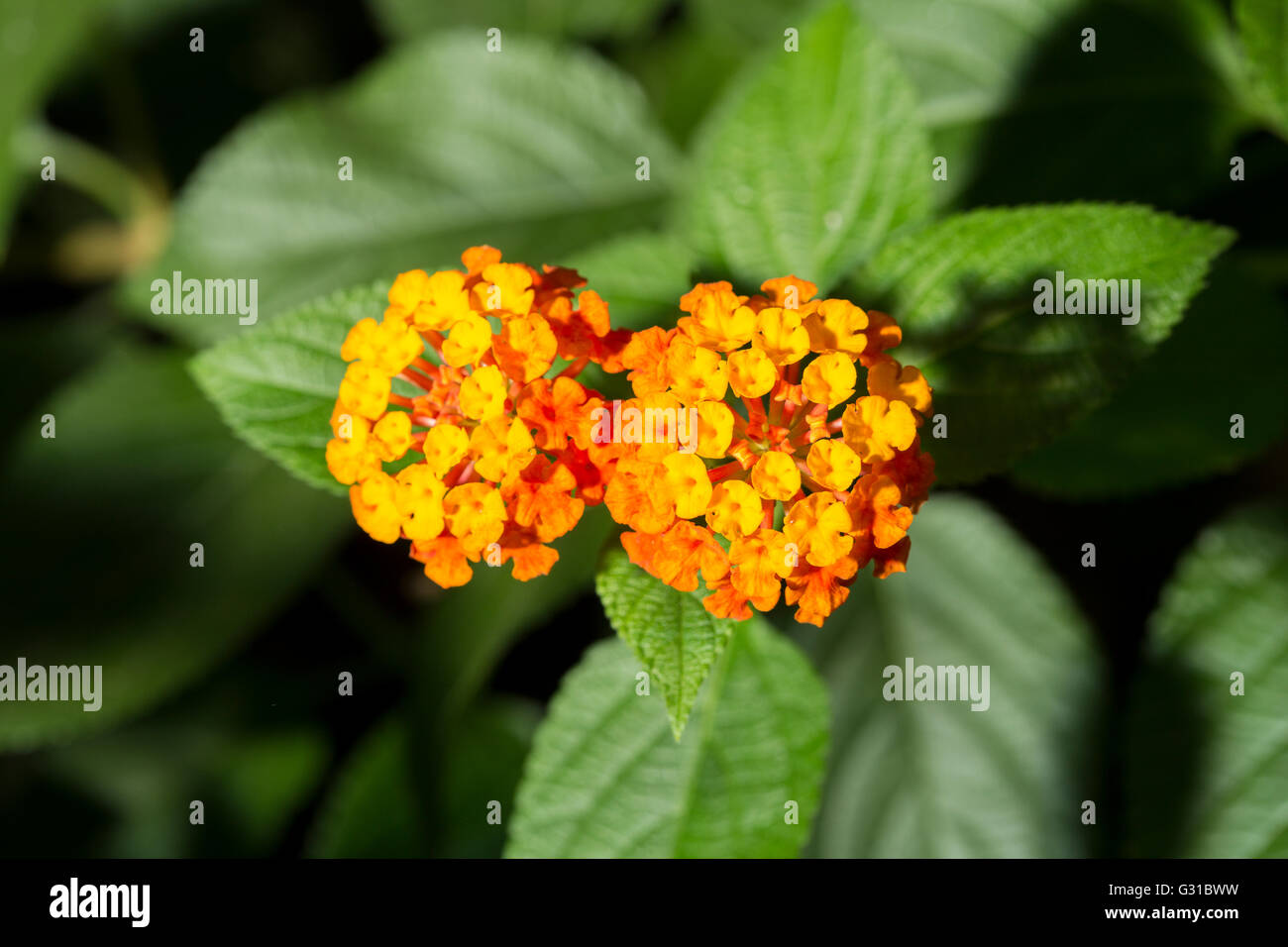 Nahaufnahme von zwei Orangen Blüten von Lantana Camara, bekannt als Tickberry und wilder Salbei Stockfoto