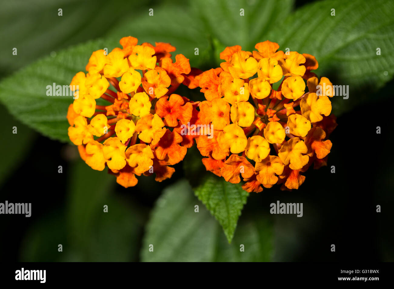 Nahaufnahme von zwei Orangen Blüten von Lantana Camara, bekannt als wilder Salbei und tickberry Stockfoto