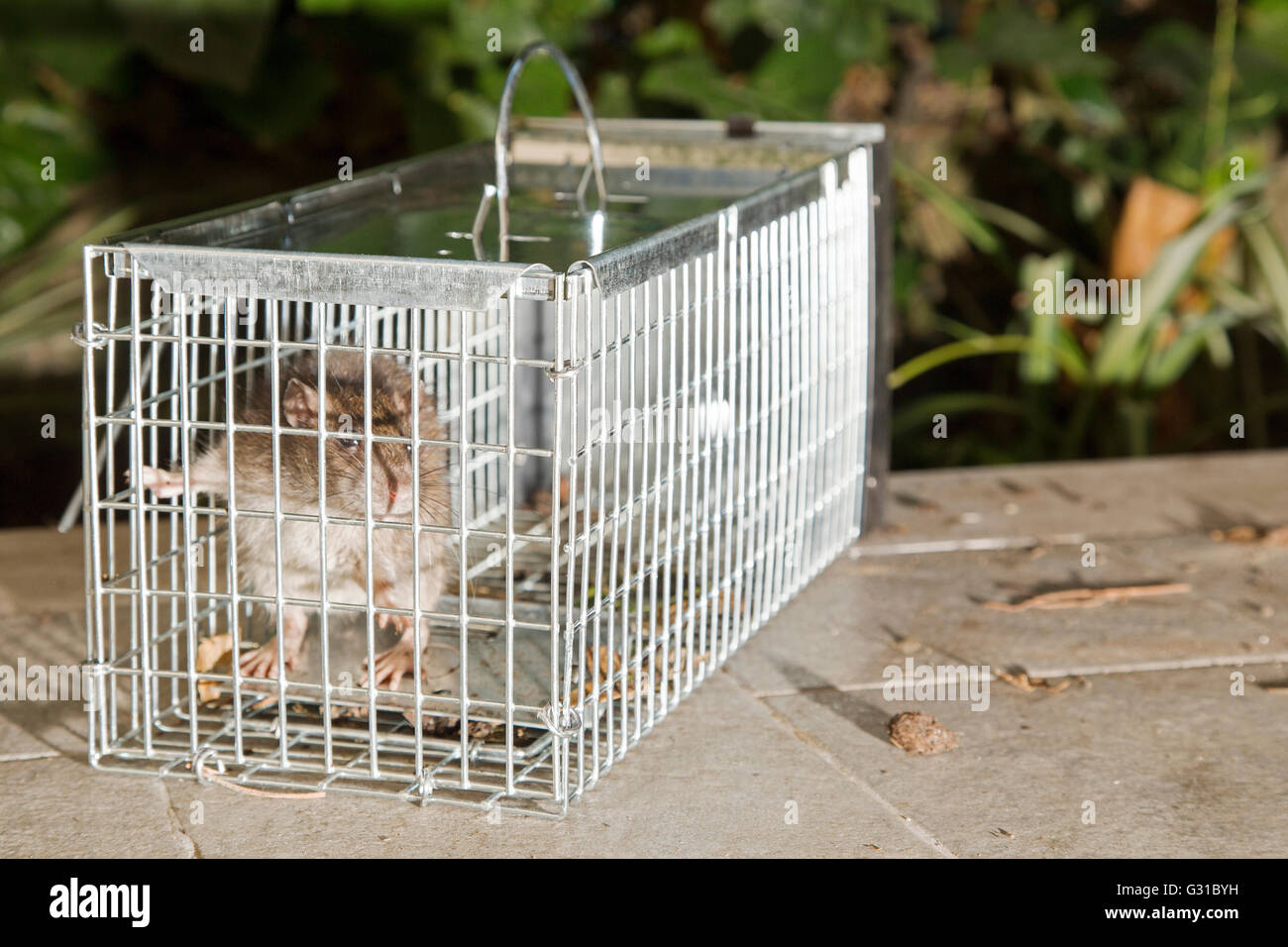 Graue maus in falle Fotos und Bildmaterial in hoher Auflösung Alamy