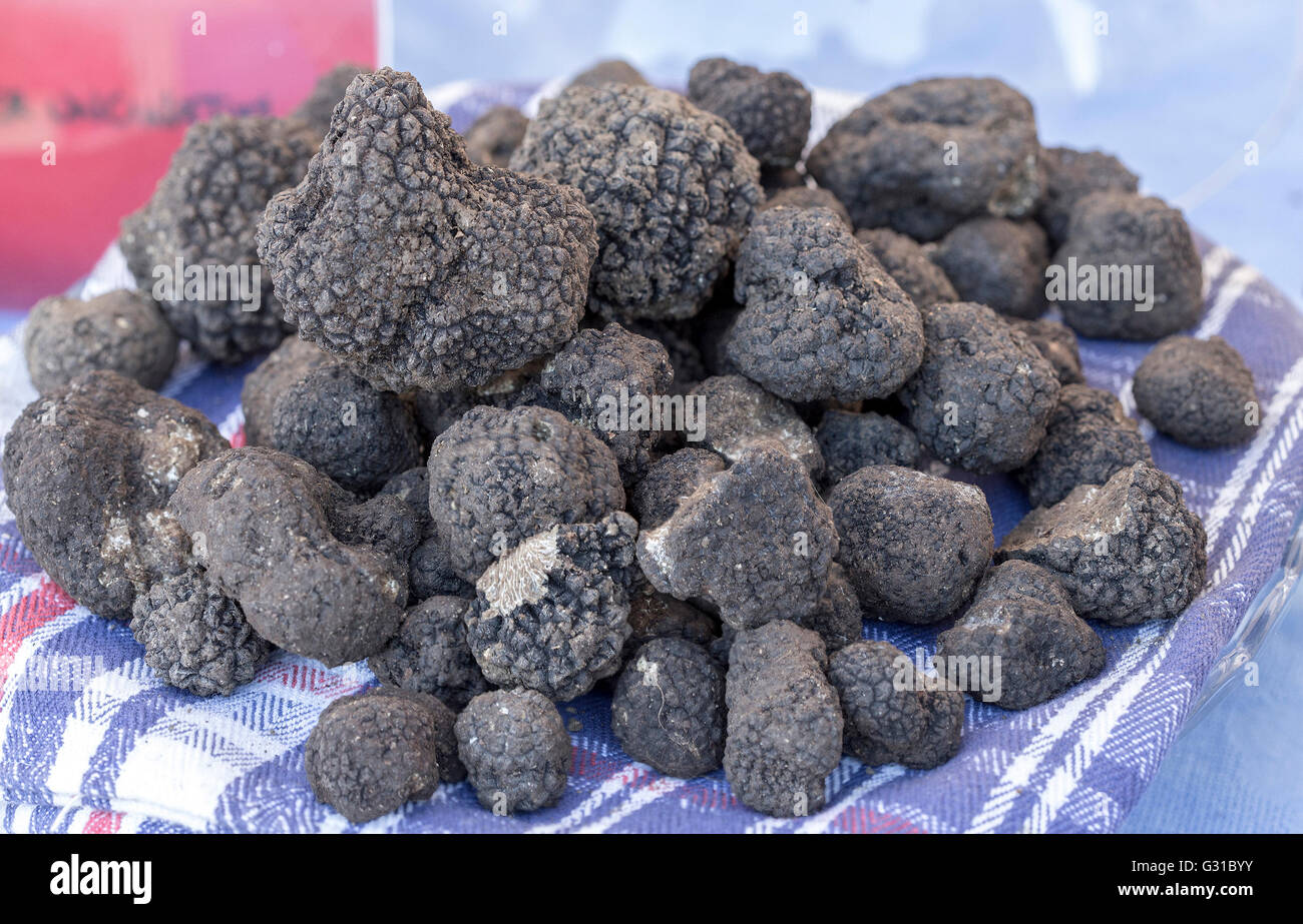 Haufen von schwarzen Trüffeln auf ein blaues Handtuch. Essbare Trüffel sind hoch geschätzt und verwendet in der internationalen Haute cuisine Stockfoto