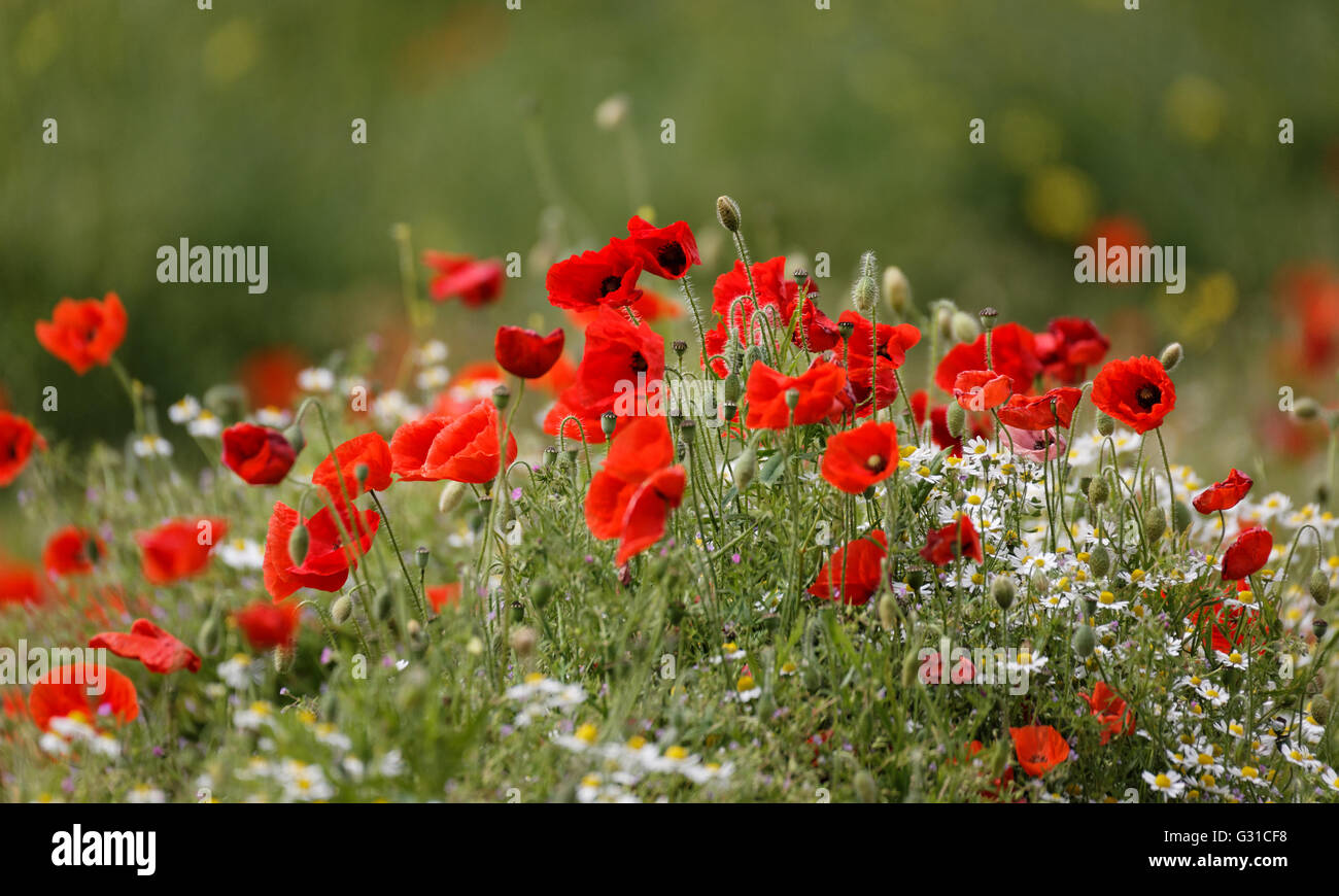 Hintergrund, schön, Schönheit, Blüte, Blüte, Blüte, Botanik, hell, Großbritannien, Farbe, bunt, Farbe, Natur, Daisy, f Stockfoto