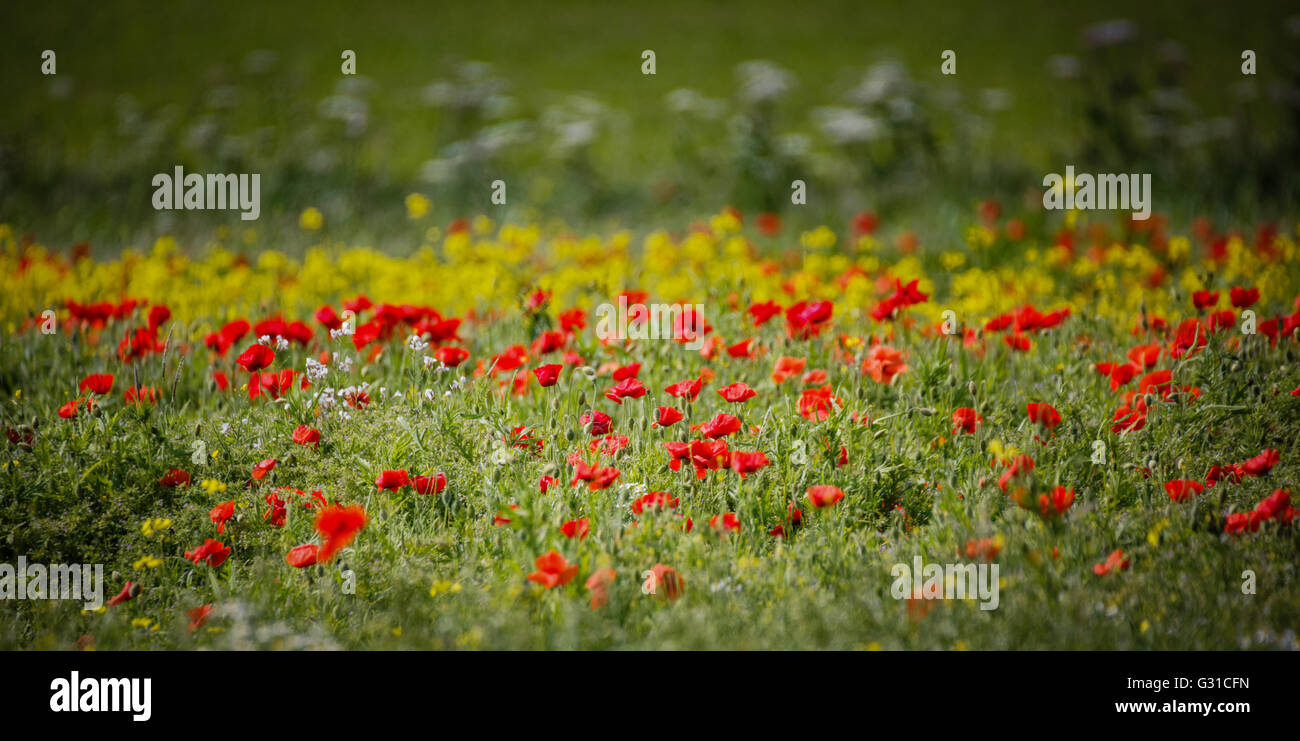 Mohnfeld geschlossene Gruppe von Mohnblumen gemischte wilde Blumen und Pflanzen Stockfoto