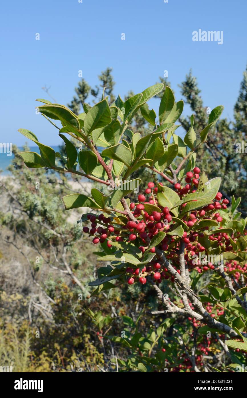 Mastixstrauch / Mastix (Pistacia Mastixsträuchern), die Quelle des Gum Mastix-Harz, mit Früchten, die Reifung in küstennahen Macchia, Kos, Griechenland. Stockfoto