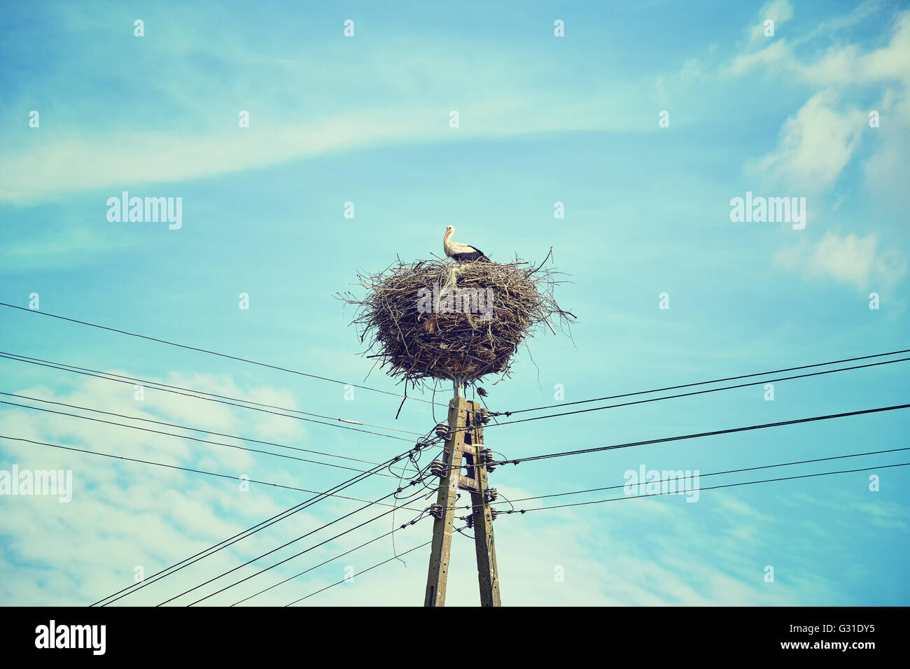 Retro-getönten Storchennest auf einem Strommast Linie. Stockfoto