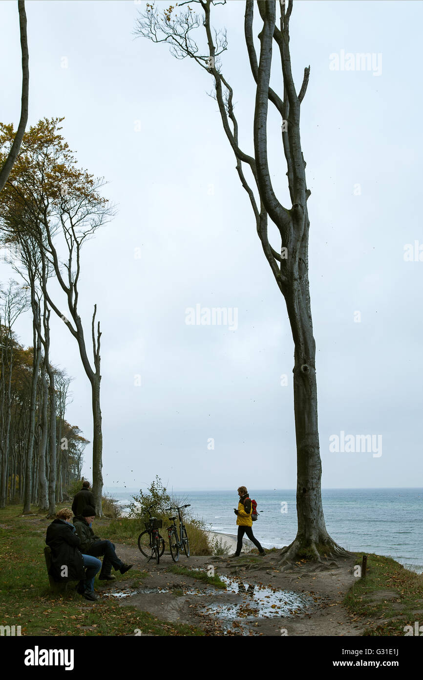 Nienhagen, Deutschland, Spaziergaenger im Gespensterwald Nienhagen Stockfoto