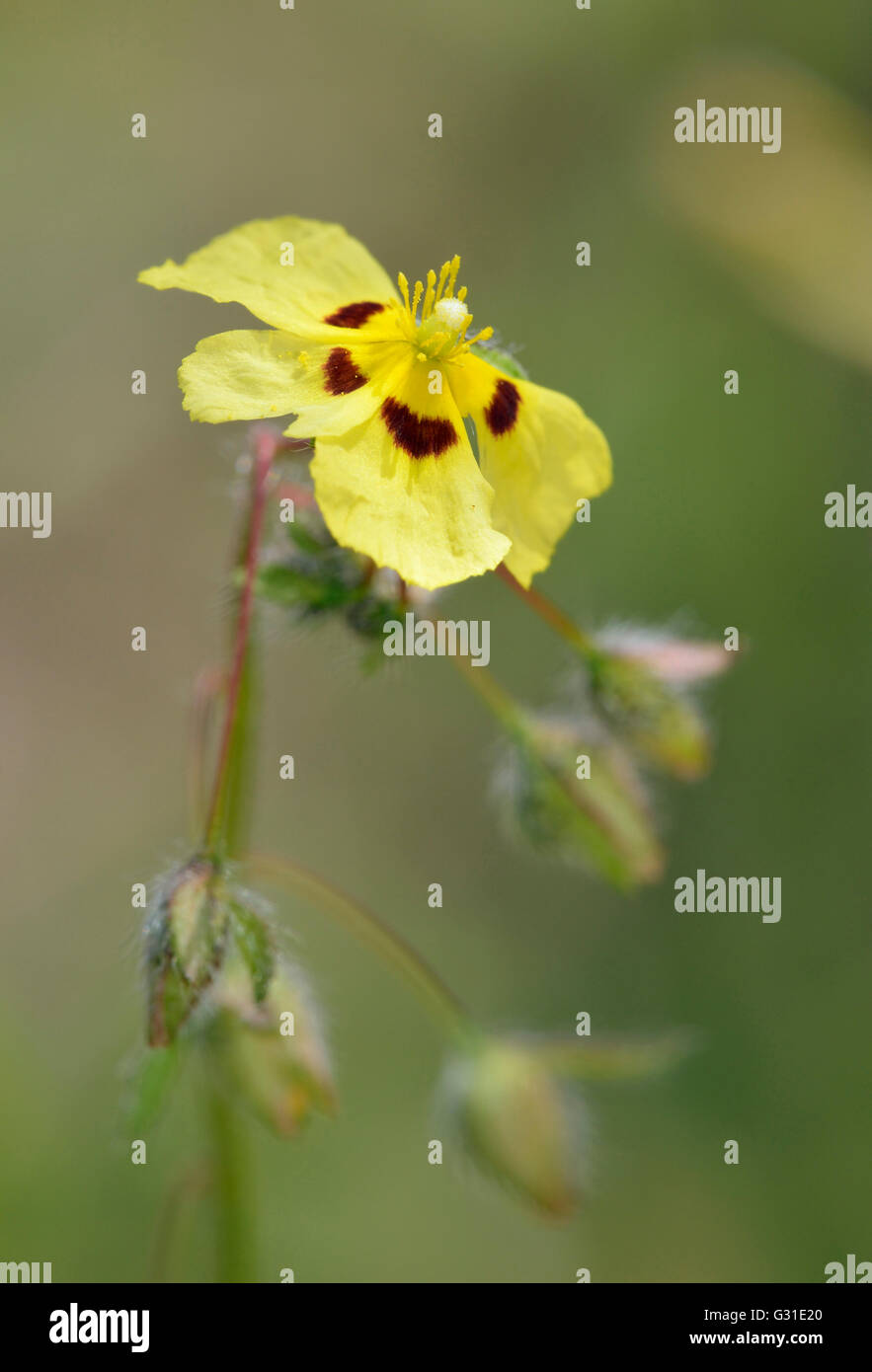 Gefleckte Rock-Rose - Tuberaria Guttata kleine mediterrane Blume Stockfoto