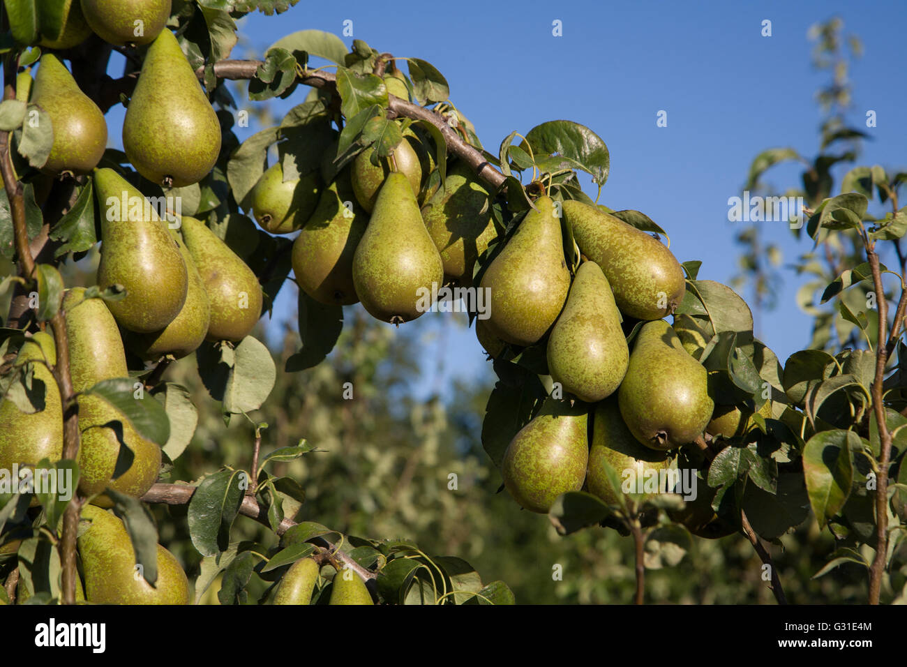 Lütjenburg, Deutschland, Ernte reifere Birnen auf einem Baum Stockfoto