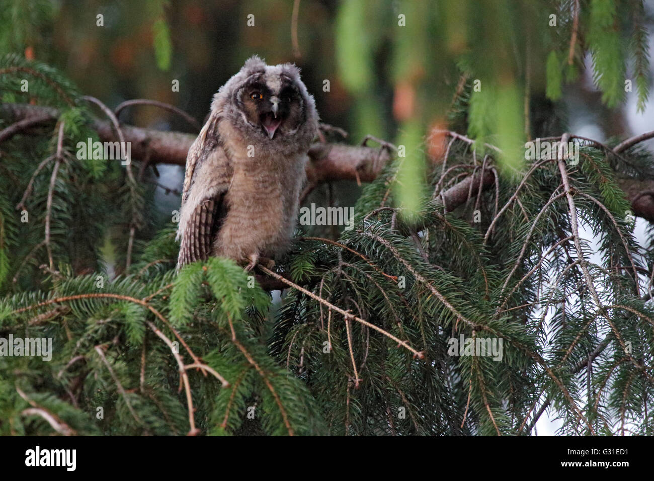 Briescht, Deutschland, junge Waldohreule gähnt Stockfoto