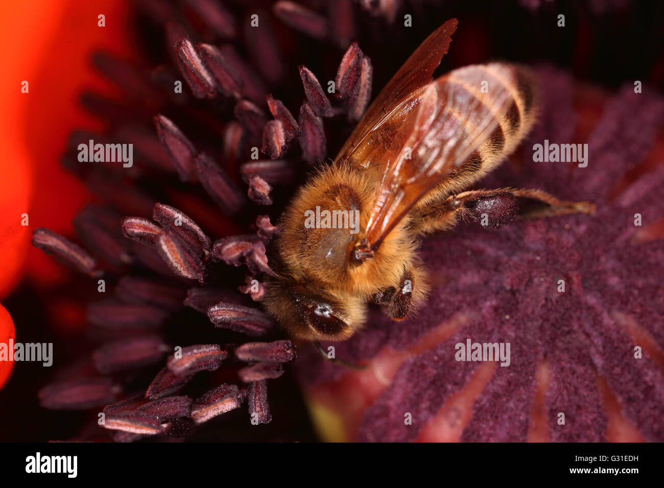 Briescht, Deutschland, Honigbiene sammelt Nektar in eine mohnbluete Stockfoto