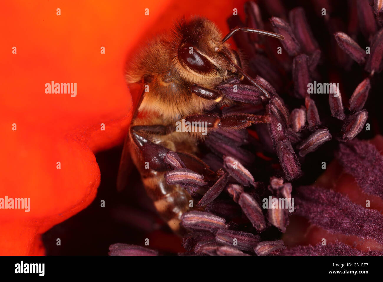 Briescht, Deutschland, Honigbiene sammelt Nektar in eine mohnbluete Stockfoto