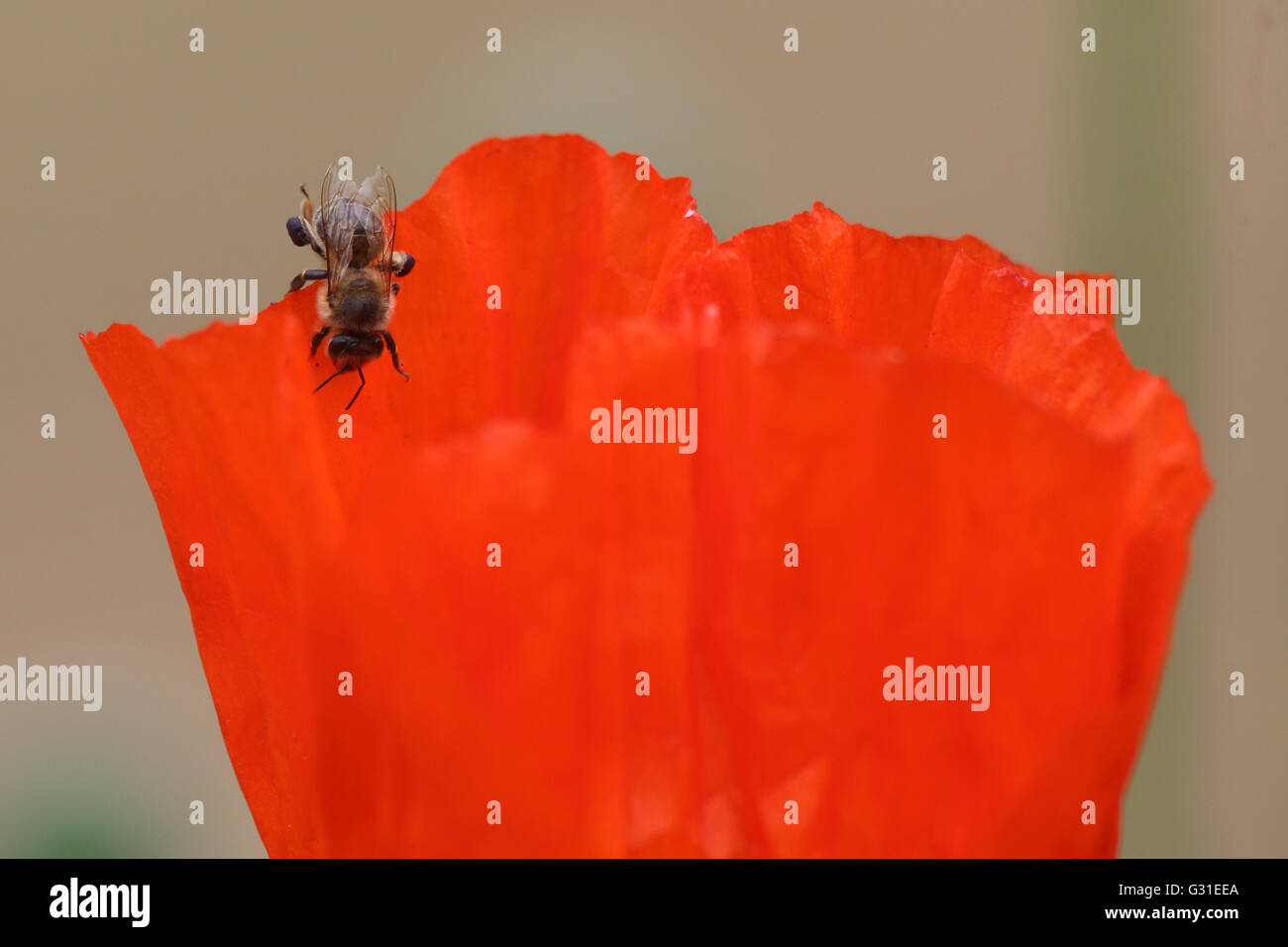 Briescht, Deutschland, Honigbiene, sitzt auf einem mohnbluete Stockfoto