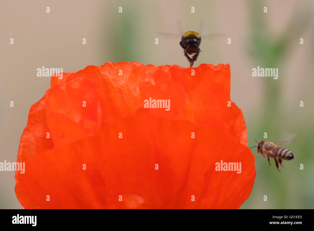 Briescht, Deutschland, Hummel (links) und Honigbiene nähert sich eine mohnbluete Stockfoto