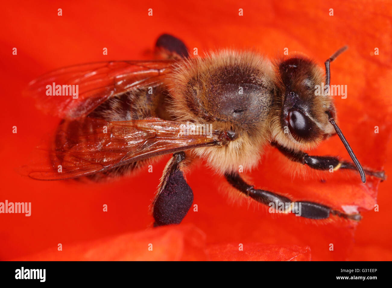 Briescht, Deutschland, Honigbiene, sitzen in einem mohnbluete Stockfoto