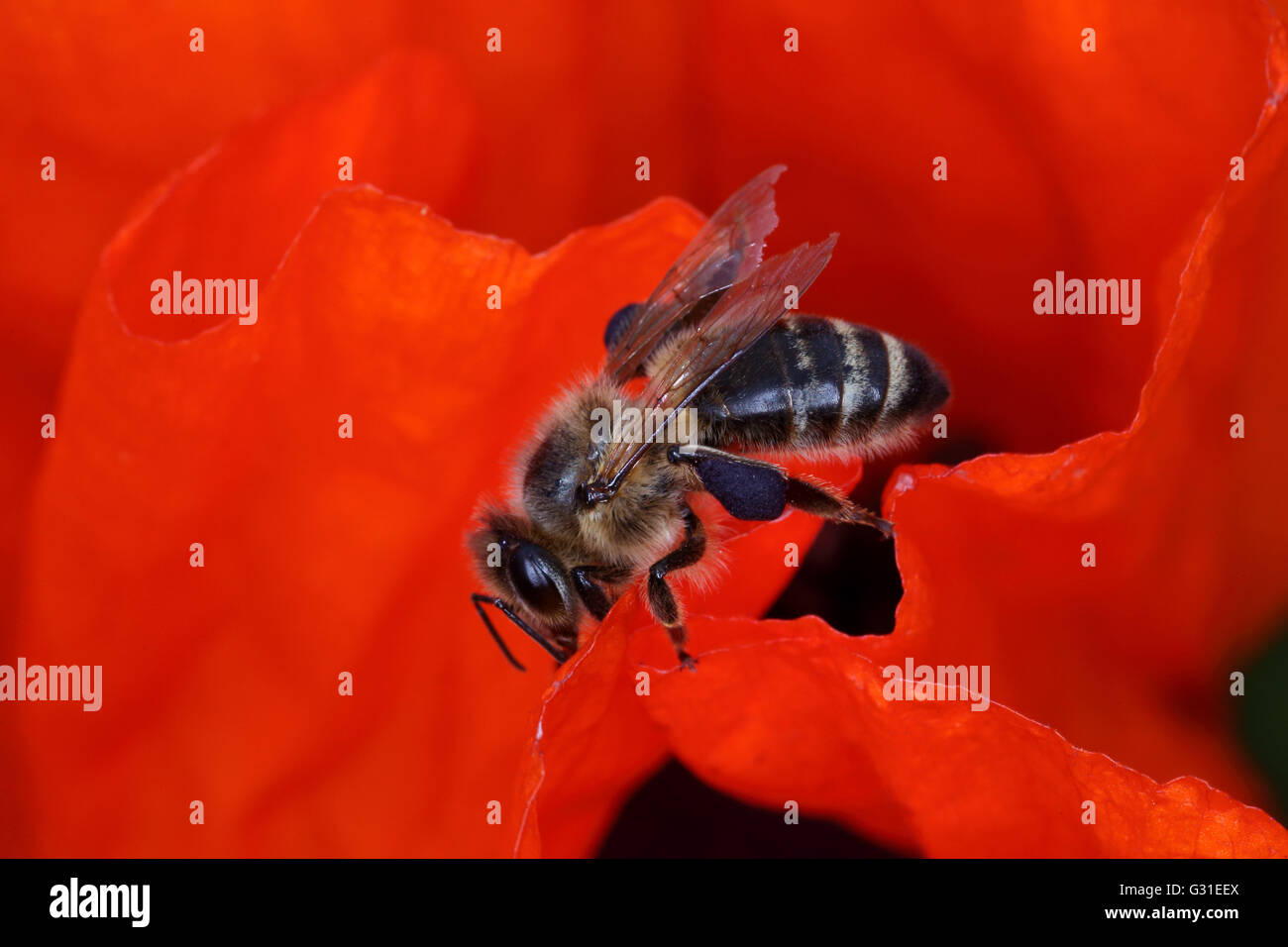 Briescht, Deutschland, Honigbiene, sitzt auf einem mohnbluete Stockfoto