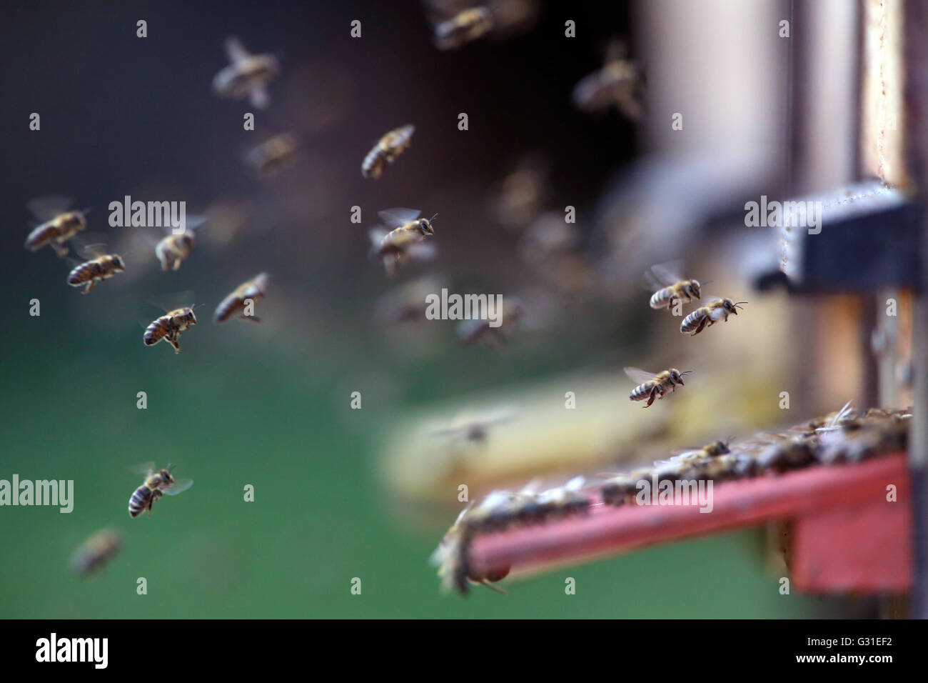 Briescht, Deutschland, Honigbiene, nähert sich eine Schar Stockfoto