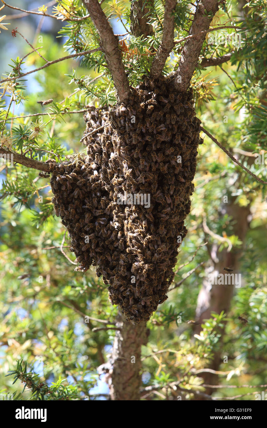 Berlin, Deutschland, hängt Bienenstöcke als Trauben in einer Baumkrone Stockfoto
