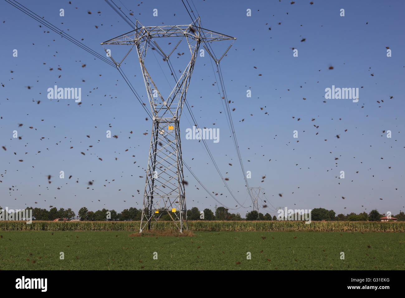 Castel Giorgio, Italien, Honigbienen im Flug gegen einen Pylon Stockfoto