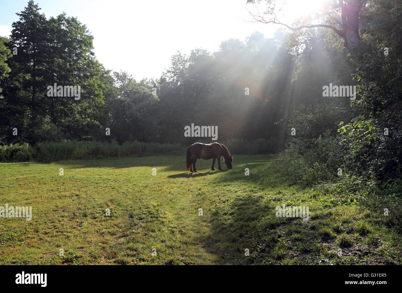 Schwerin, Deutschland, weidet Pony im Seitenlicht auf einer Waldlichtung Stockfoto