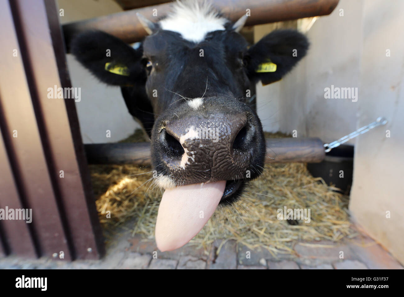 Neuenhagen, Deutschland, ihre Zunge Molkerei herausragt. Stockfoto