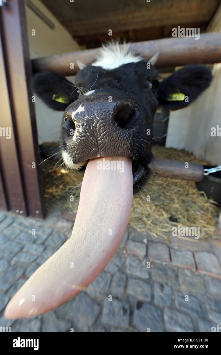 Neuenhagen, Deutschland, ihre Zunge Molkerei herausragt. Stockfoto