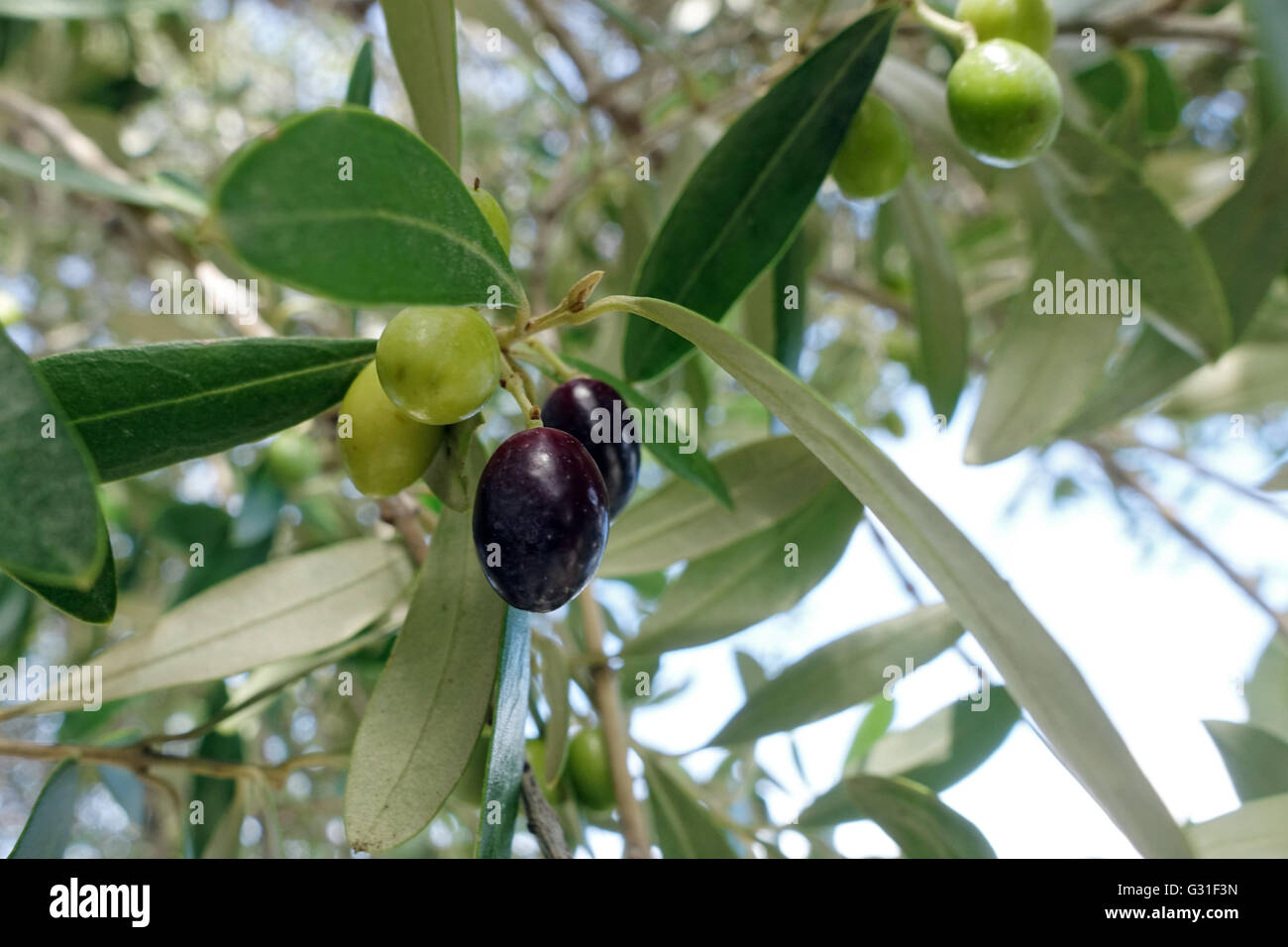 Taormia, Italien, Reifen Oliven auf einem Baum Stockfoto