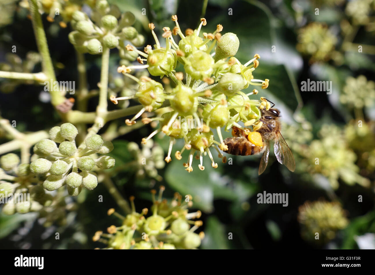 Taormia, Italien, Biene Blütenstaub Slips sucht Nektar auf eine Efeubluete Stockfoto