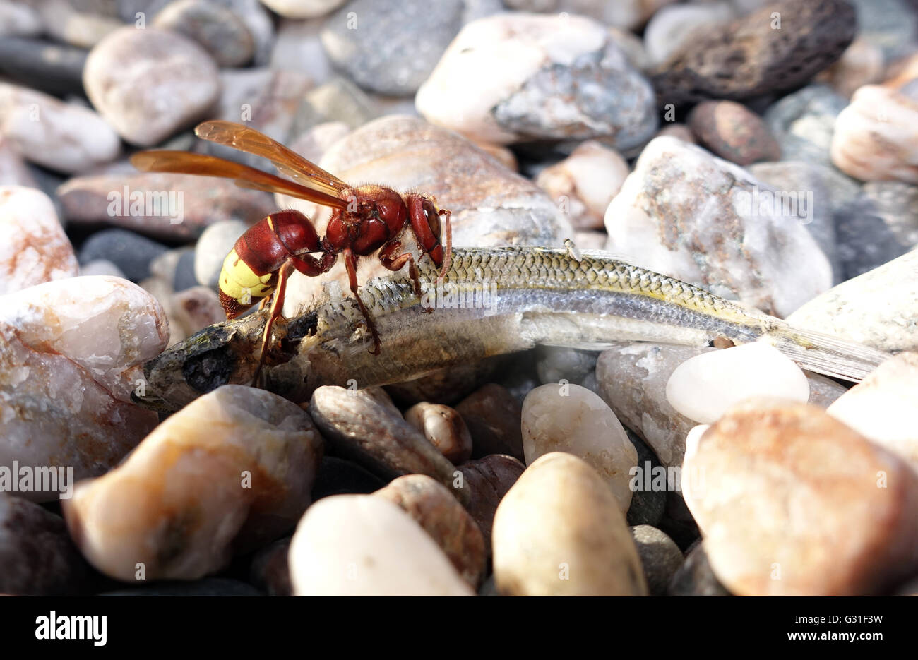 Taormia, Italien, orientalische Hornisse nagt an einen toten Fisch Stockfoto