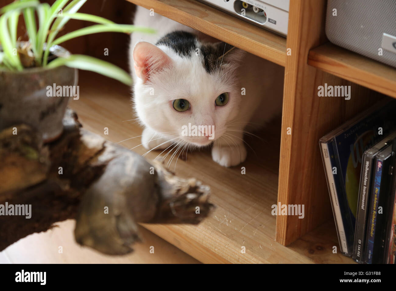 Neuenhagen, Deutschland, Hauskatze ist auf einem Regal versteckt. Stockfoto