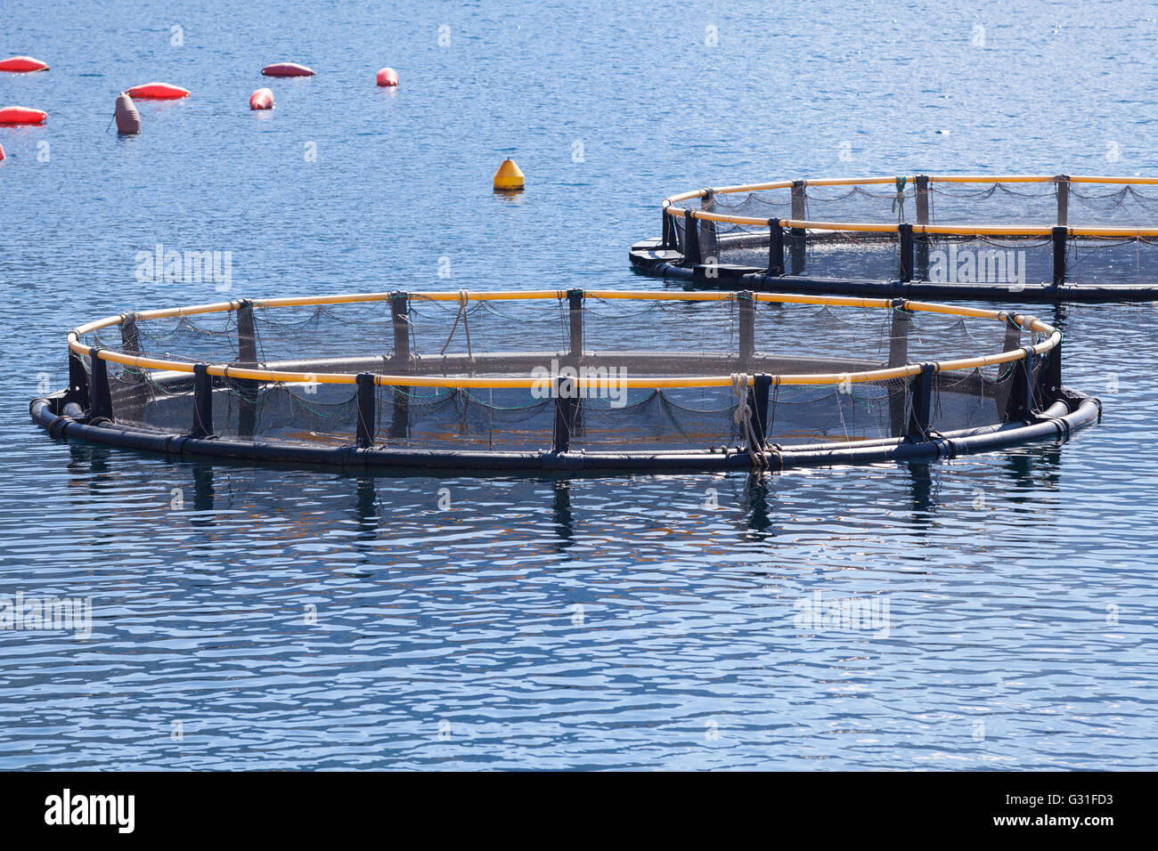 Fischzucht in der Bucht von Kotor Stockfoto