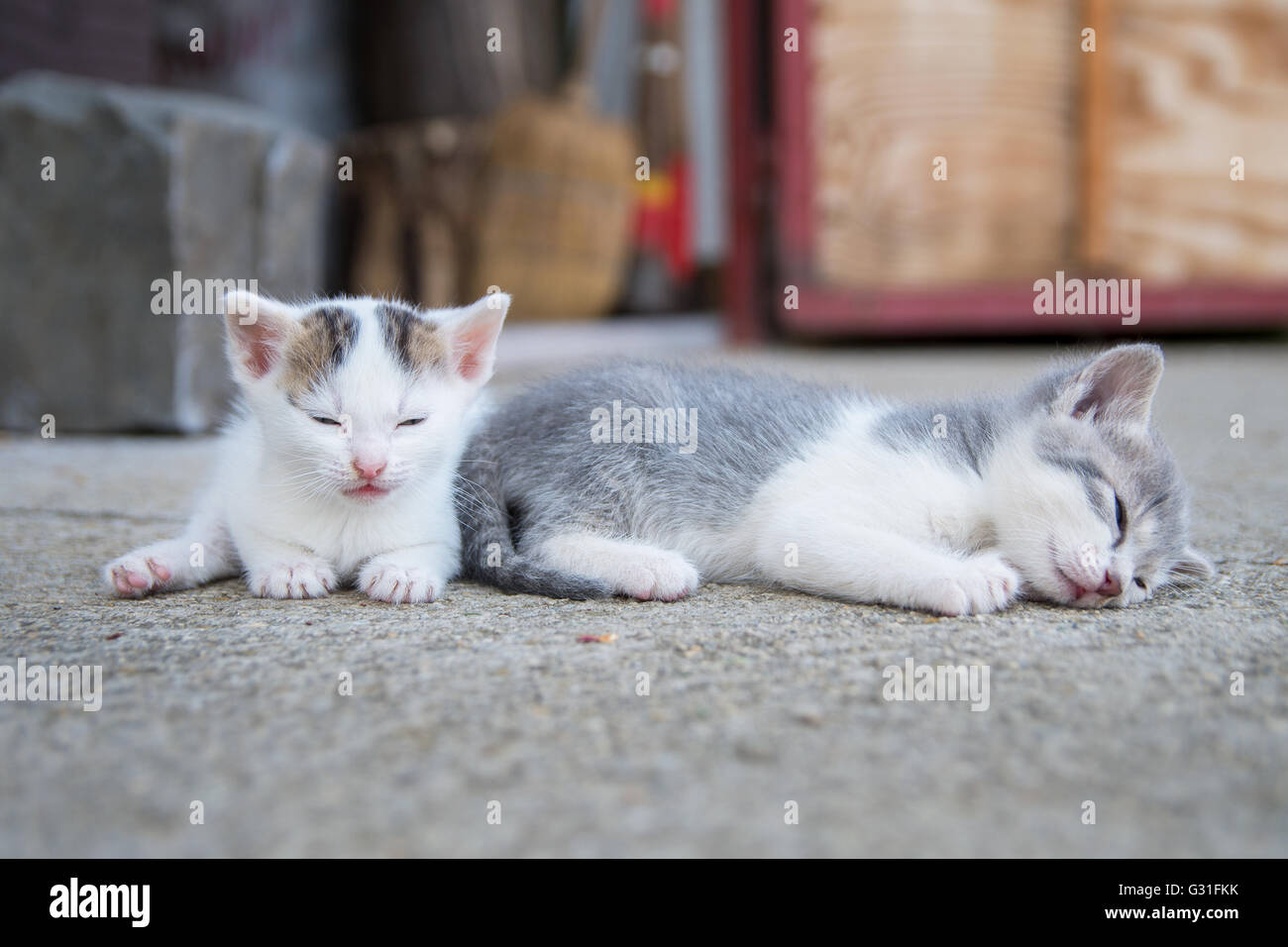Zwei Katzen schlafen auf Bürgersteig Stockfoto