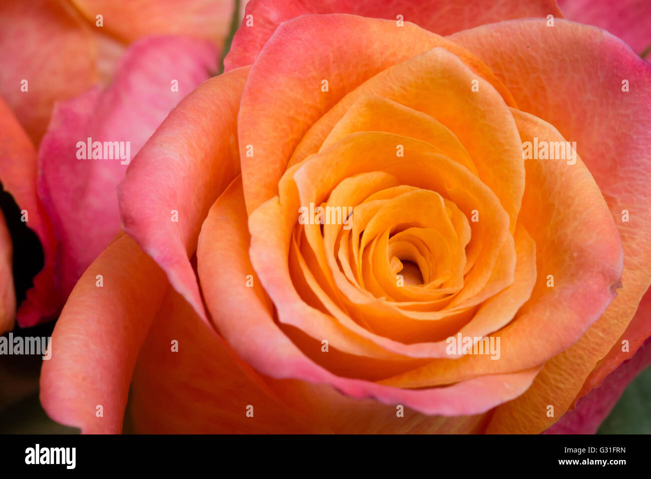 Nahaufnahme einer orange Rose Stockfoto