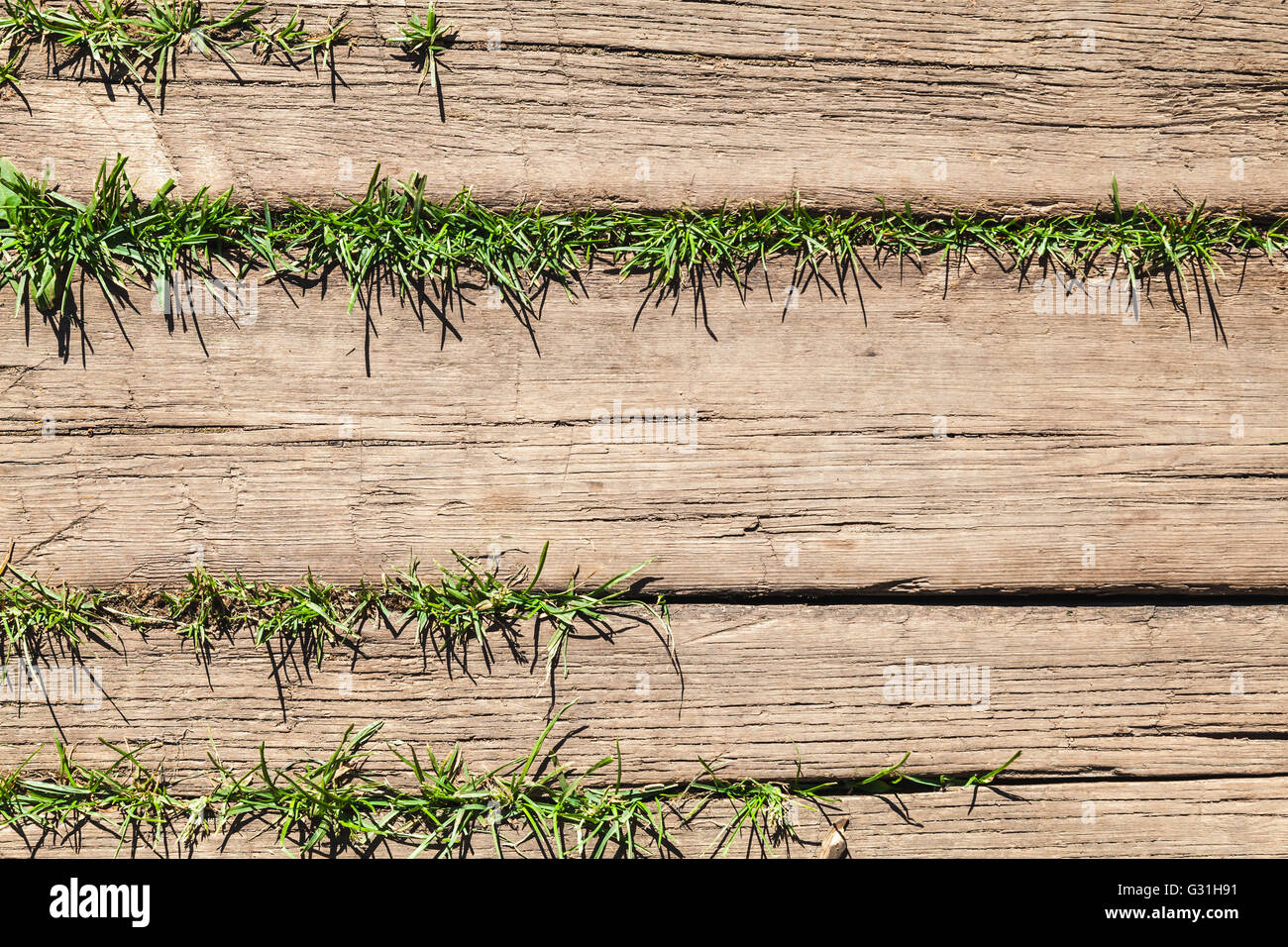 Braun verwitterte Holzboden mit grünen Rasen wachsen durch Risse zwischen den Brettern Hintergrundtextur Foto Stockfoto