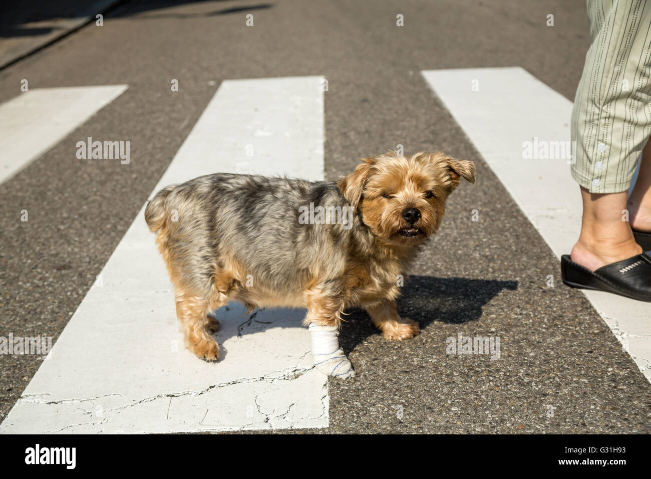 Weißenburg, Frankreich, Hunde und Menschen zu einem Zebrastreifen überqueren Stockfoto