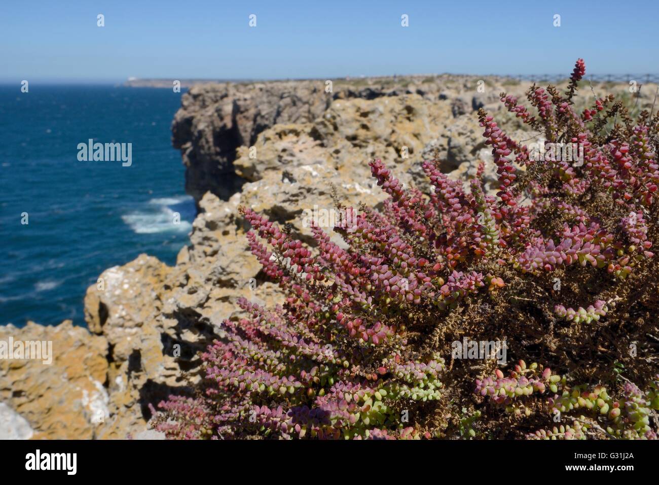 Mediterrane Mönchsbart (Salsola Vermiculata) wächst auf einer Klippe, Ponta de Sagres, Algarve, Portugal, Juli. Stockfoto
