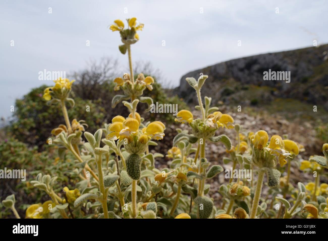 Büschel von Zwerg Jerusalem Salbei (Phlomis Lanata), endemisch auf Kreta, unter montane Phrygana blühen / Garrigue Buschland, Crete. Stockfoto