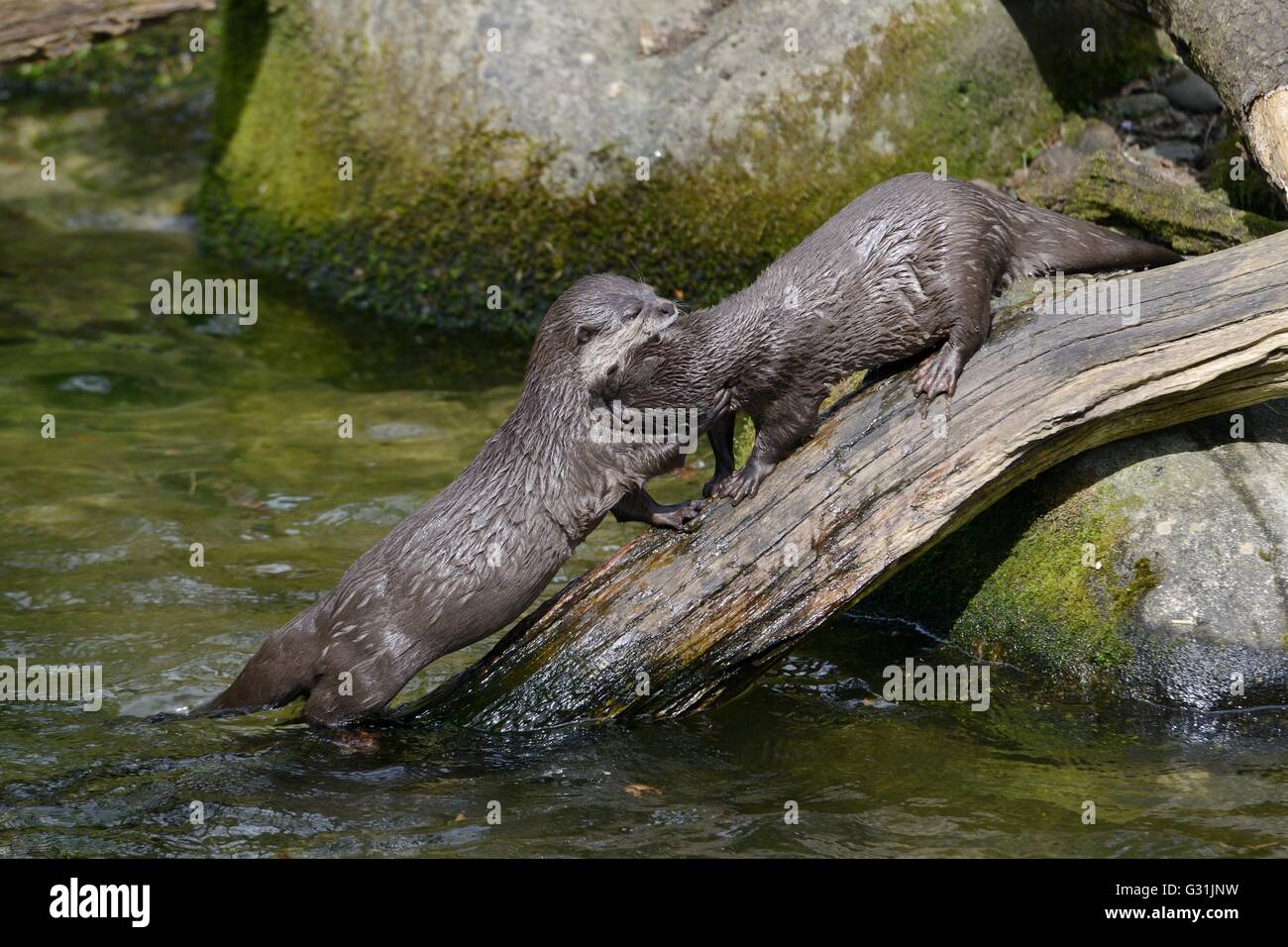 Zwei asiatische kurze Krallen Otter (Aonyx Cinerea) Spiel-kämpfen, Cornish Seal Sanctuary, Gweek, Cornwall, UK, April. Stockfoto