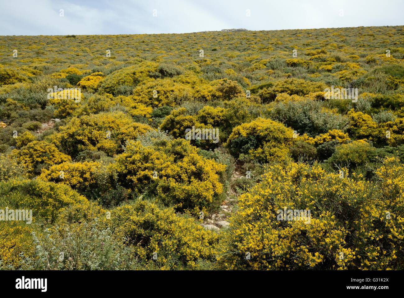 Montane Phrygana / Garrigue Buschland dominiert Klumpen von niedrig wachsenden Ginster (Genista Acanthoclada) in voller Blüte, Crete. Stockfoto