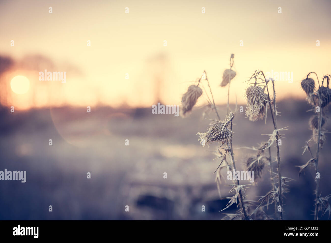 Malerische Landschaft in sanften Tönen mit Blume auf Vordergrund im ländlichen Bereich bei Sonnenaufgang mit Textfreiraum Stockfoto