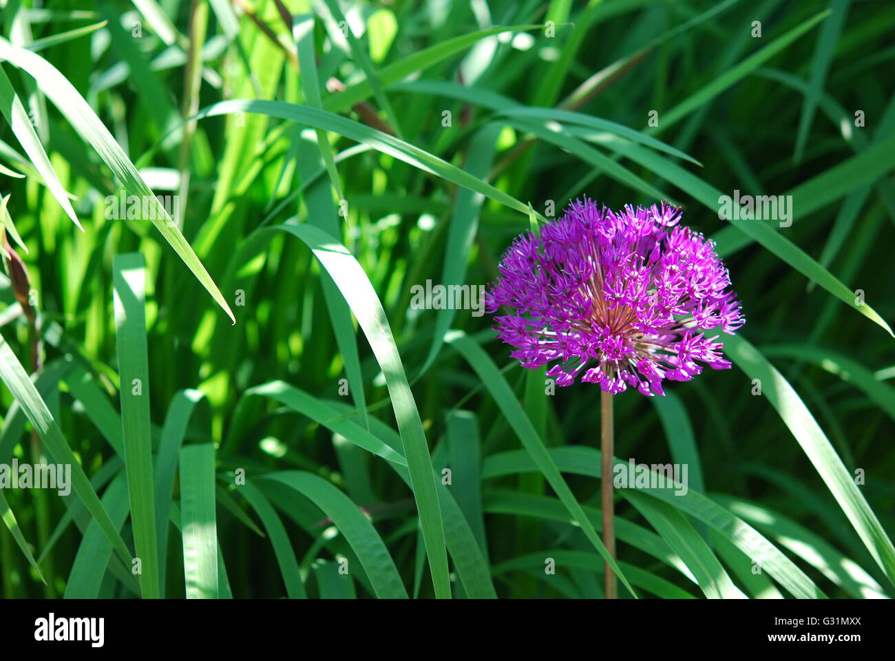 Allium Blumen grün Hintergrund Stockfoto