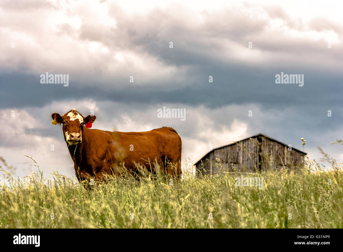 Braune und weiße crossbred Kuh stehend auf einem Hügel mit einer alten Scheune im Hintergrund Stockfoto