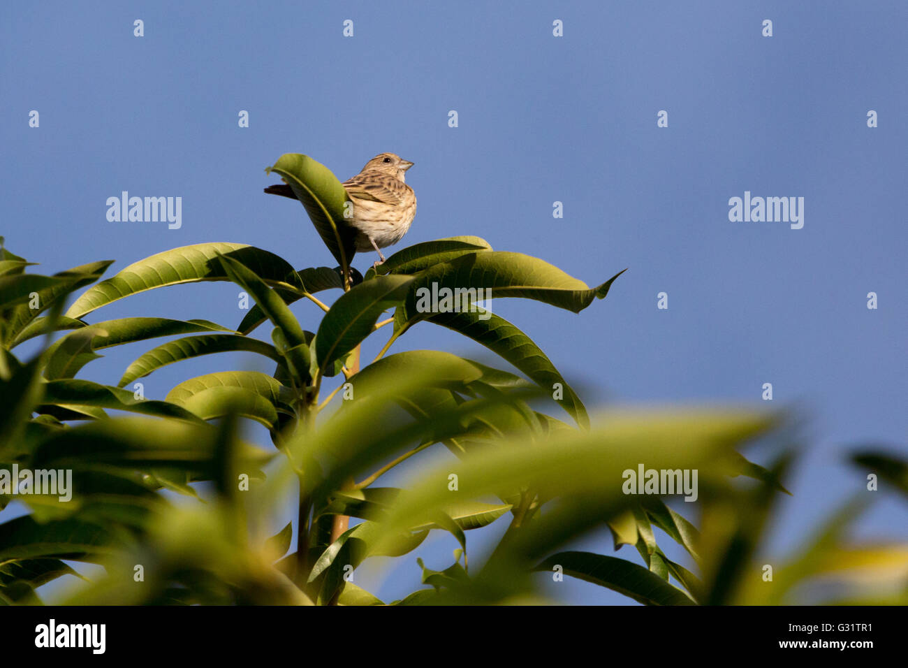 Asuncion, Paraguay. 5. Juni 2016. Ein weiblicher Safran Finch (Sicalis Flaveola) Vogel sitzt auf einem Mango-Frucht-Ast, sieht man an sonnigen Tag in Asuncion, Paraguay. Bildnachweis: Andre M. Chang/ARDUOPRESS/Alamy Live-Nachrichten Stockfoto