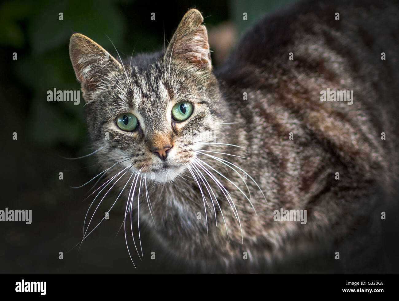 Dorf Mecklenburg Deutschland 3 Juni 2016 Eine Katze In