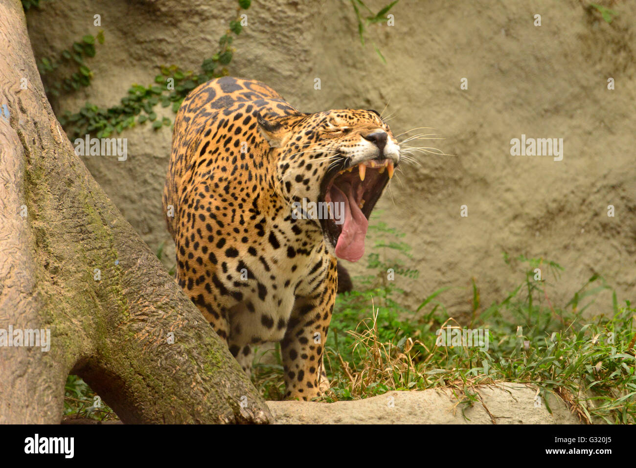 Jaguar (Panthera onca) ist der größte Vertreter der Katzenfamilie in Südamerika Stockfoto