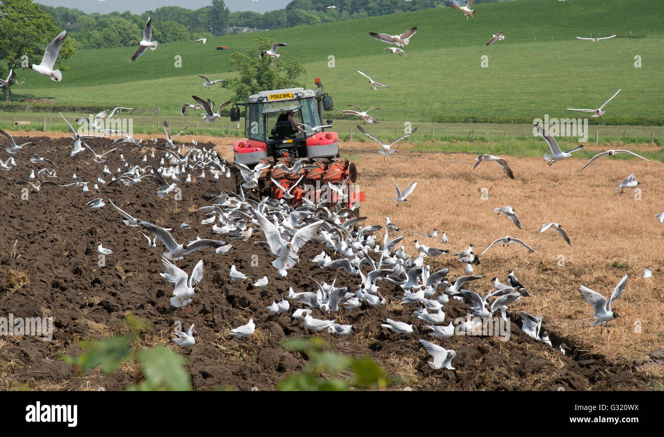 Minthorpe, Cumbria, UK. 6. Juni 2016. Eine Mischung von Möwen folgen den Pflug an Minthorpe, Cumbria. Bildnachweis: John Eveson/Alamy Live-Nachrichten Stockfoto