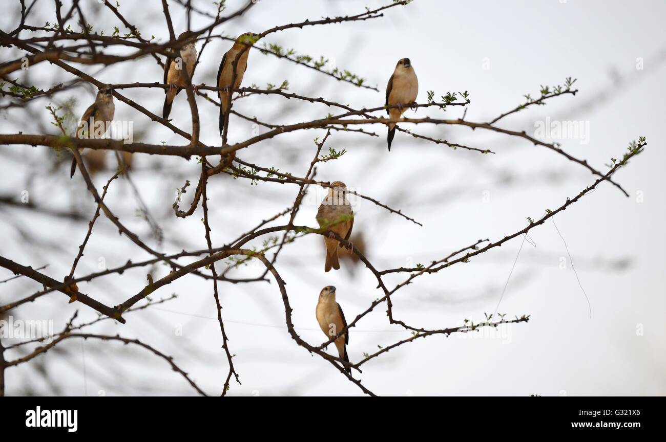 Jaipur, Indien. 6. Juni 2016. Eine Herde von Ashy Prinia Vögel sitzen auf einem dürren Ast des Baumes im Jhalana Nature Park in Jaipur, Rajasthan. Jhalana Wald oder Jhalana Nature Park verteilt über 33 sq km östlich von Jaipur. Touristen kommen nach Jaipur haben nun mehr zu freuen uns neben Festungen und Palästen. Für Wildtiere Liebhaber Jhalana Wald ist die beste Option zu sehen, Leoparden, Blue Bulls, Langoors, Makaken gesichtet, Hirsche, Waran, Pfauen, Eisvogel und viele weitere Vögel und Tiere. Bildnachweis: Vishal Bhatnagar/Pacific Press/Alamy Live-Nachrichten Stockfoto