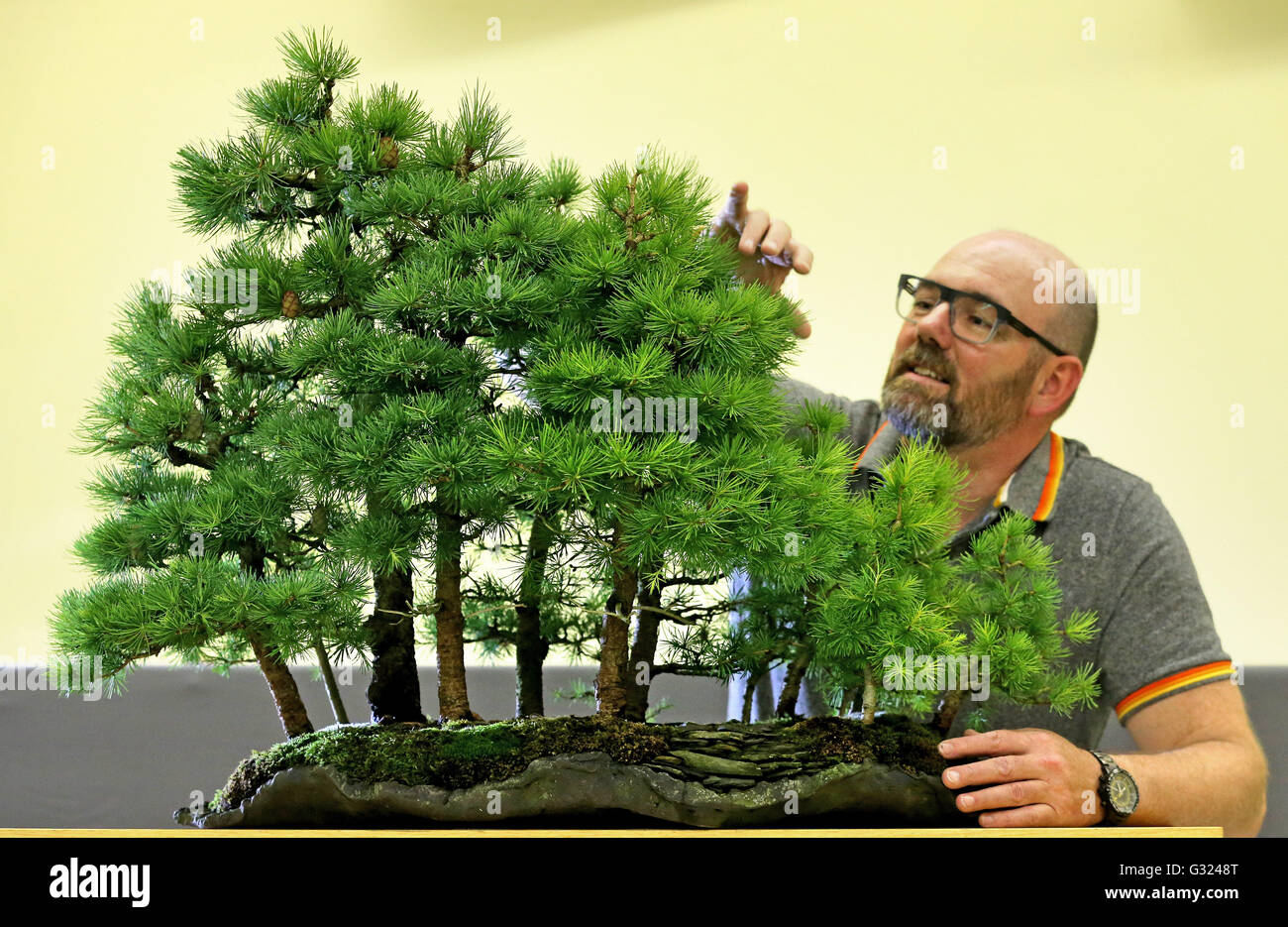 Joachim Steinmetz bereitet die Bundesrepublik BonsaiAusstellung in