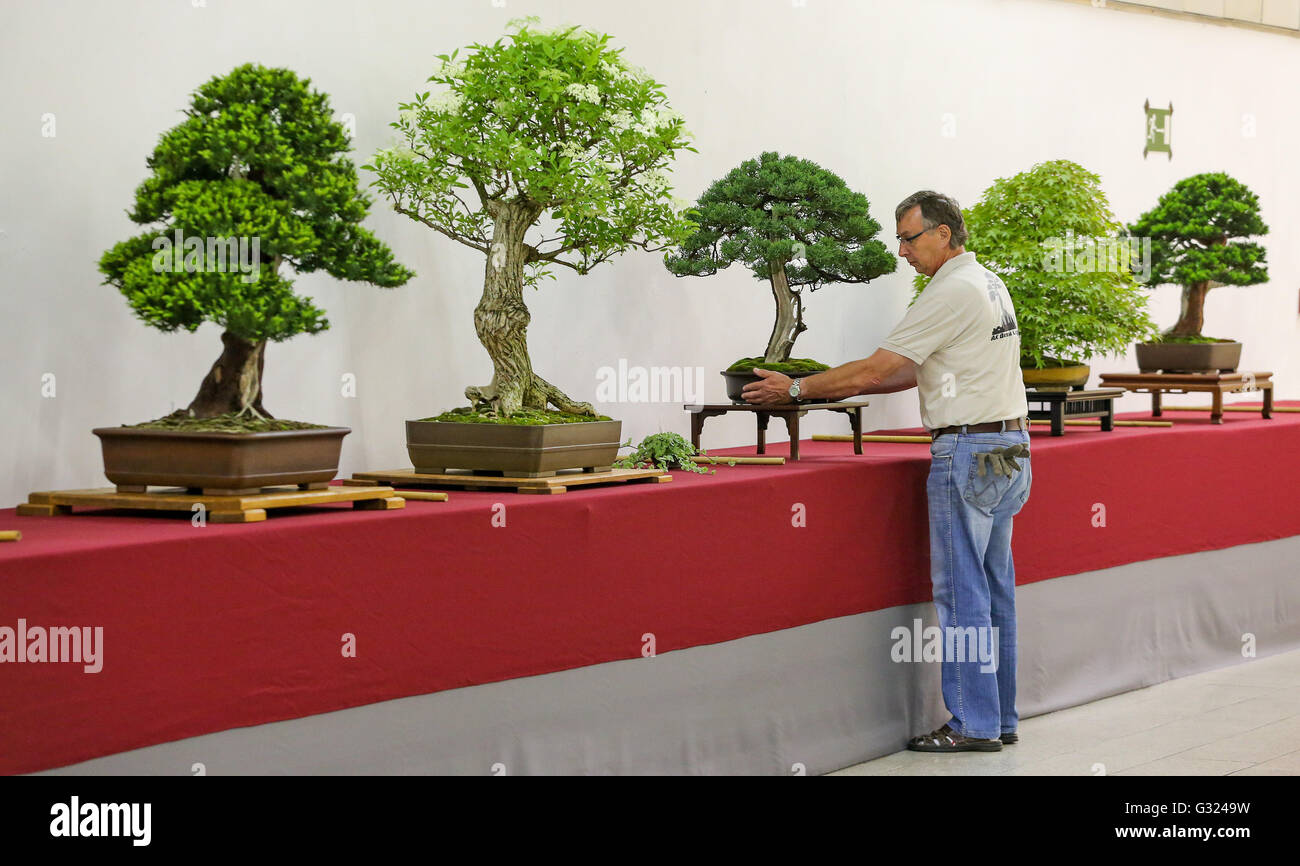 Chinesischer miniwacholderbaum Fotos und Bildmaterial in hoher